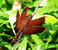 Mengingatkan Kembali Capung Binatang Yang Hampir Punah Page 6