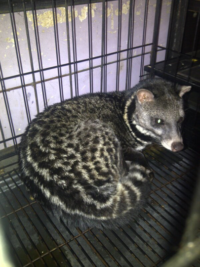 musang tenggalung jual atau barter