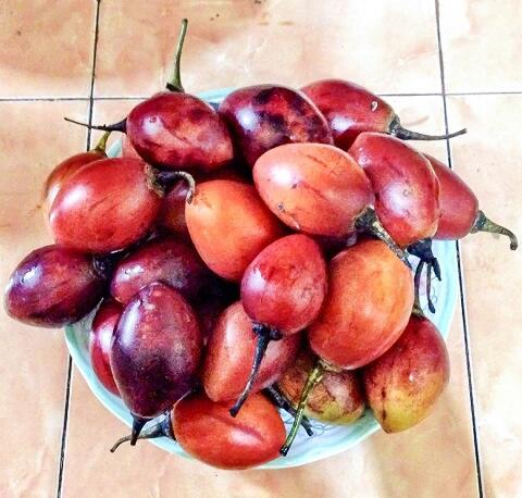 Terjual oOoOo \u0026gt;\u0026gt; BENIH BIJI TANAMAN BUAH BUAHAN Terjual oOoOo \u0026gt;\u0026gt; BENIH BIJI TANAMAN BUAH BUAHAN