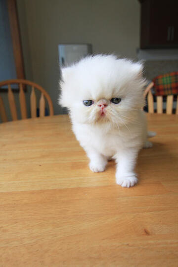 kitten persia pignose (Bandung)