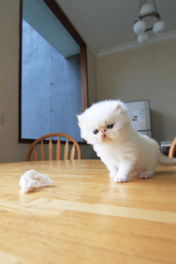 kitten persia pignose (Bandung)