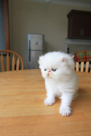 kitten persia pignose (Bandung)