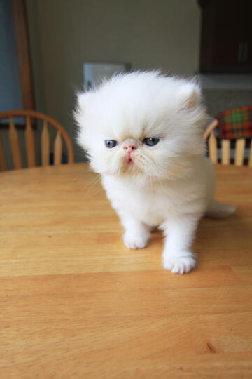 kitten persia pignose (Bandung)
