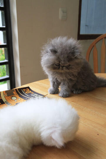kitten persia pignose (Bandung)