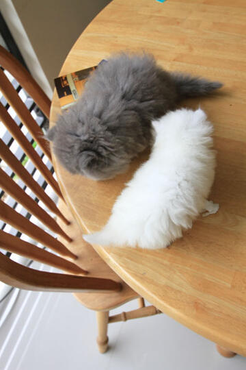 kitten persia pignose (Bandung)