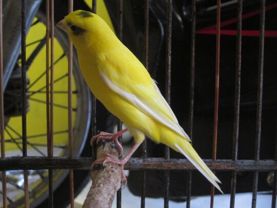 kenari jantan loper