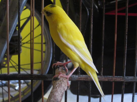 kenari jantan loper