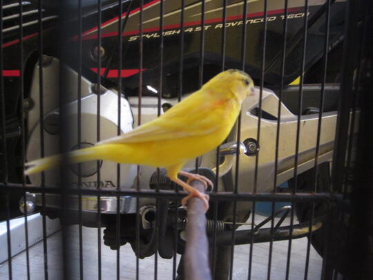kenari jantan kuning intensif