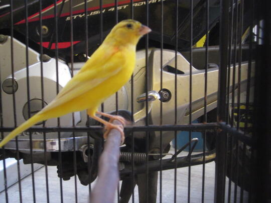 kenari jantan kuning intensif