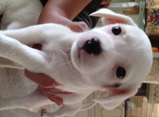 Terjual Anak Anjing Jack Russell Terrier Puppies Kaskus