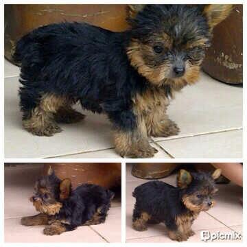 Terjual Dijual Anjing Yorkshire Kaskus