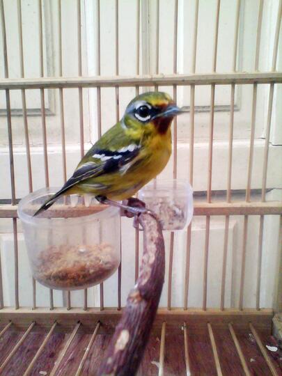 Seputar Burung Cipo Cito Cipoh Sirtu Sirpu Sito Page 6 Kaskus