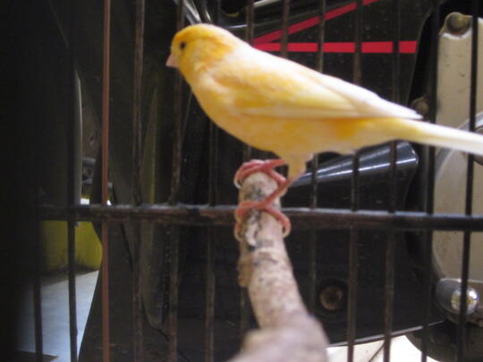 kenari jantan gacor