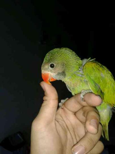 Terjual Jual Cepat Anakan Burung Betet Bandung Murah Gan Kaskus