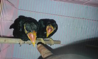 Terjual Beo Anakan Loloh Bandung Kaskus