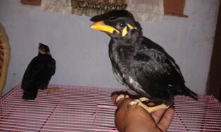 Terjual Beo Anakan Loloh Bandung Kaskus