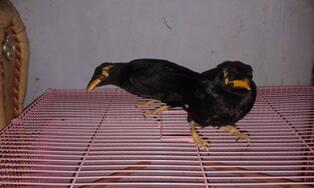 Terjual Beo Anakan Loloh Bandung Kaskus