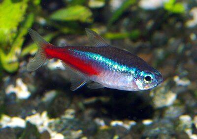 Terjual Jual Ikan Cardinal Dan Neon Tetra Kaskus