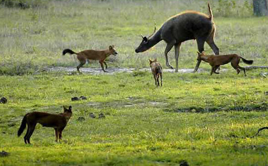 Ajag Anjing Hutan Asli Indonesia Kaskus
