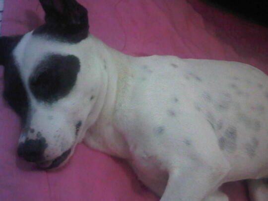 Anjing Kampung Mongrel Mix Breed Campuran Silangan Lover S Part