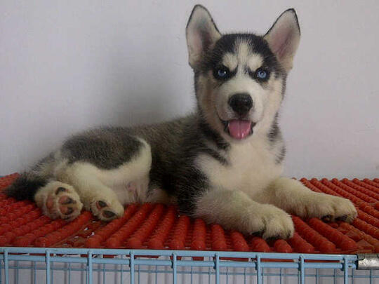 Terjual Di Jual Cepat Anjing Siberian Husky Mata Biru Kaskus