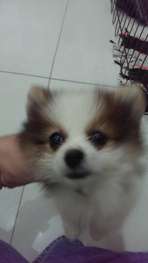 Anjing Kampung Mongrel Mix Breed Campuran Silangan Lover S Part