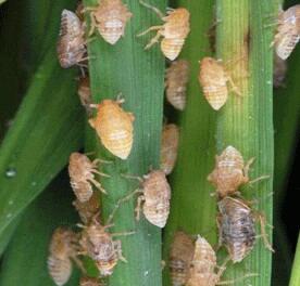 Macam Macam Hama Dan Penyakit Pada Tanaman Serta Cara