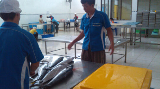 jual daging fillet ikan laut partai besar