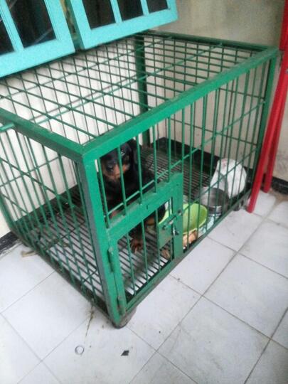 Terjual Kandang Anjing Besi Murah Kaskus