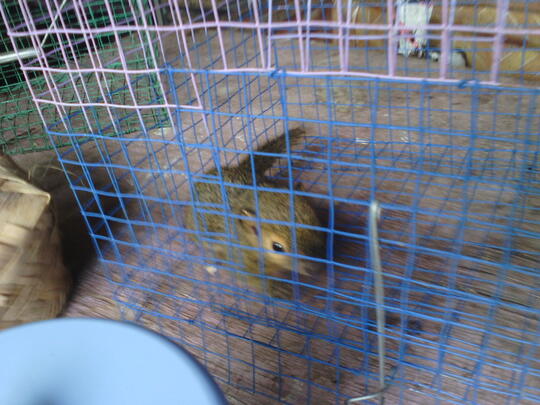 50 Koleksi Gambar Hewan Macan Akar Terbaru