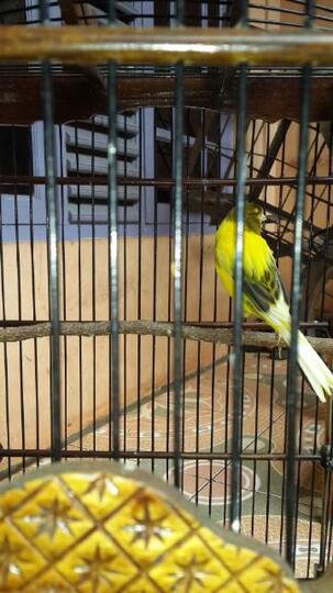 Terjual Burung Kenari F1 Ys Kaskus
