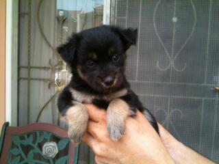 Terjual Anak Anjing Doberman Mix Kampung Kaskus