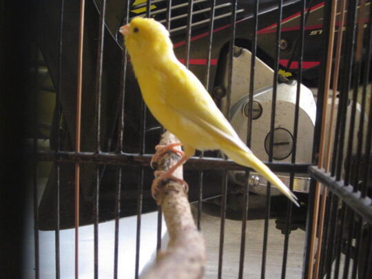 kenari jantan gacor