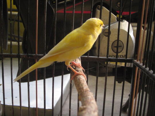 kenari jantan gacor