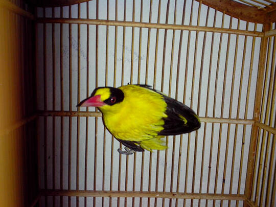 Terjual Dijual Sepasang Burung Murai Gacor Siap Tangkar Kepodang