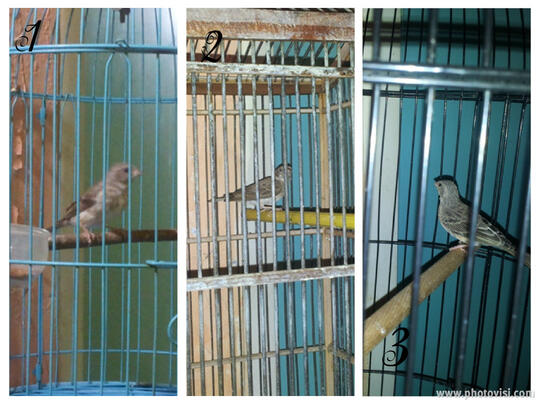 Terjual Sanger Sanger Kaskus