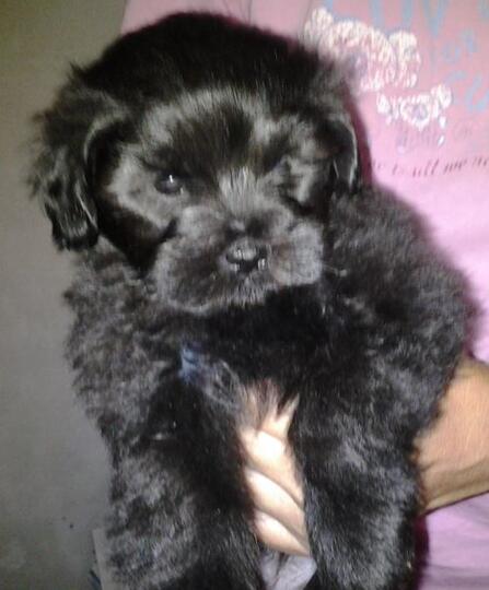 Terjual Jual Puppy Peking Tulen Papa Dan Mamanya Peking Asli 1