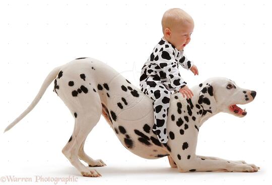 Sepuluh Jenis Anjing Paling Galak Di Dunia Bonus 1 Pic Kaskus