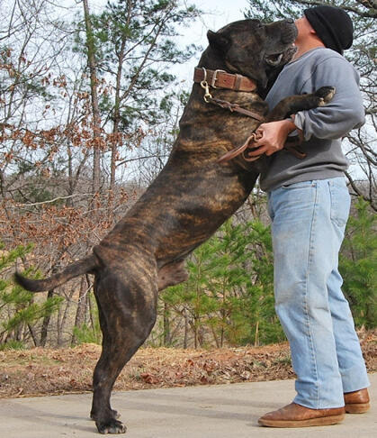Balasan Dari Sepuluh Jenis Anjing Paling Galak Di Dunia Bonus 1