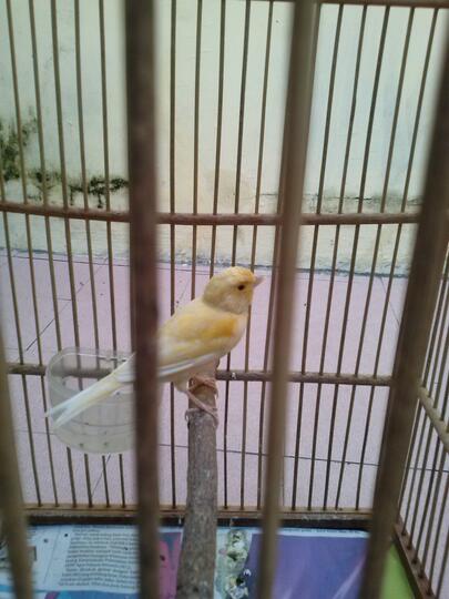Terjual Jual Kenari Lokal Super Gacor Sidoarjo Kaskus
