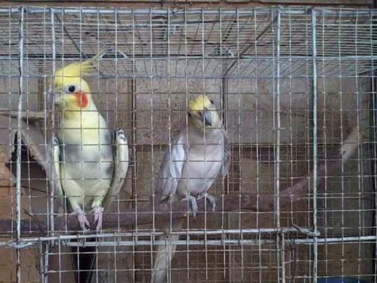 Terjual Dijual Burung Parkit Australia Falk Sepasang Plus Kandang