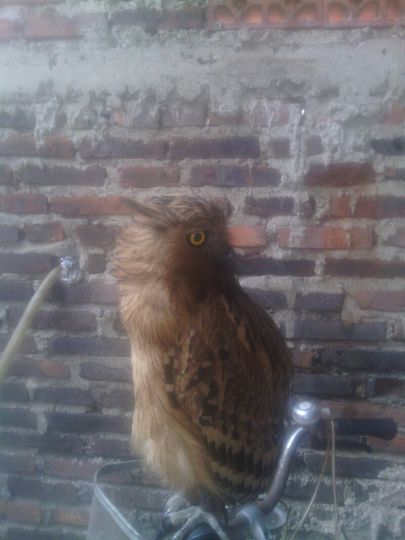 BUFFY FISH OWL JUVE AWAL