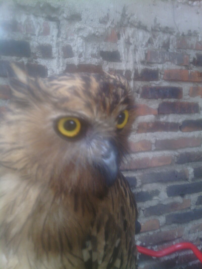 BUFFY FISH OWL JUVE AWAL