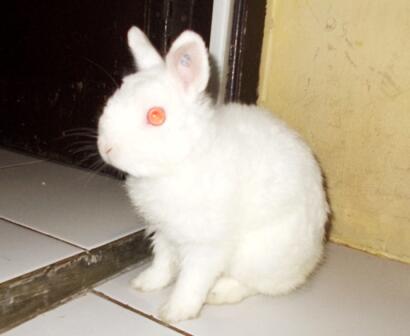 Kelinci Mini Netherland Dwarf Nd Lovers Kaskus