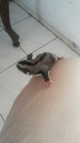 sugar glider jantan 2bln
