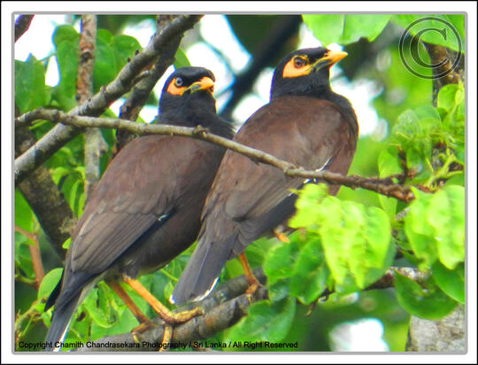 32++ Gambar burung jalak nias jantan terupdate