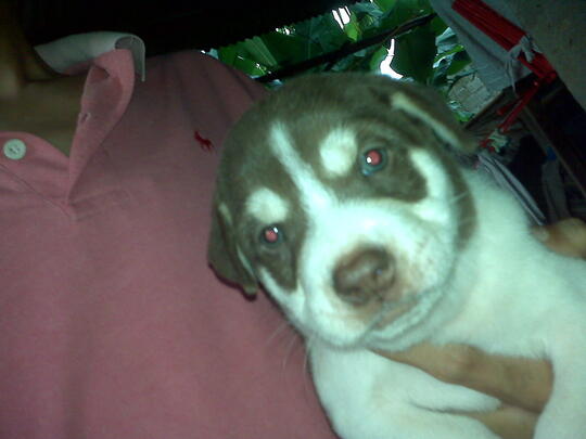 Terjual Anak Anjing Mix Golden Gemuk Lucu Lincah Bekasi Kota Kaskus