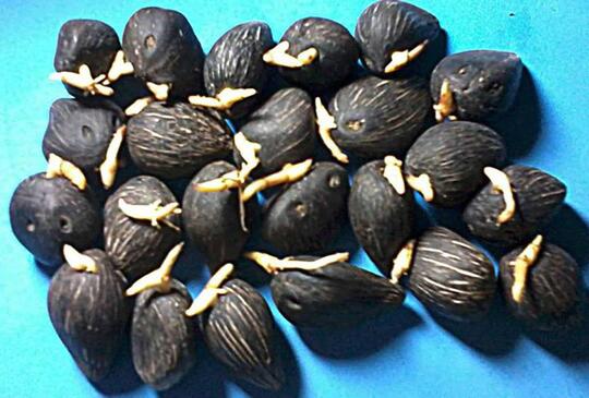 Jual Bibit Sawit Jenis Tenera