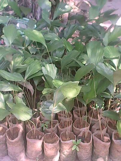 Bibit Aren Siap Tanam