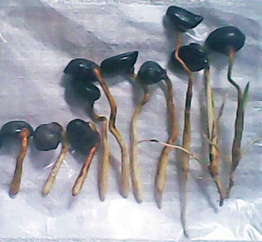 Bibit Aren Kecambah